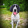 animal, black_and_white, canine, collar, daytime, dog, ears, friendly, grass, happy, hedge, nature, outdoor, pet, playful, portrait, sitting, spotted, summer, tongue_out