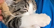 Muffin is registered to the contest to win money with this photo: person, smile, blue_shirt, kitten, cat, sleeping, paw, cuddle, close_up, face, pet, animal, indoor, cozy, cute, tabby, white_paw, relaxed, human, affection