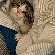 Muffin joined the competition — help win amazing prizes! cat, tabby, pet, animal, feline, blanket, cozy, indoor, cute, whiskers, paws, striped, fur, nap, resting, closeup, comfort, soft, curious, eyes
