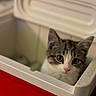 Muffin joined the competition — help win amazing prizes! cat, tabby, pet, animal, curious, cooler, container, indoor, closeup, face, whiskers, ears, fur, pink_nose, eye_contact, domestic, cute, small, curiosity, hiding