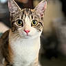 Muffin is registered to the contest to win money with this photo: cat, animal, pet, feline, eyes, face, whiskers, ears, fur, closeup, portrait, indoor, cute, curious, tabby, white, pink_nose, focus, background_blur, domestic_cat