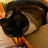 Crackerjack joined the competition — help win amazing prizes! cat, siamese_cat, box, bed, indoor, pet, fur, animal, resting, cozy, closeup, whiskers, ears, sleepy, feline, home, soft_lighting, floral_pattern, cardboard, cute