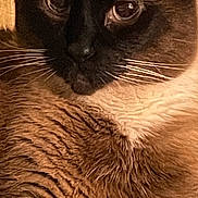 Crackerjack is registered to the contest to win money with this photo: cat, siamese_cat, pet, close_up, fur, whiskers, blue_eyes, animal, mammal, indoor, portrait, feline, cute, domestic_animal, relaxed, looking_away, soft_lighting, brown_fur, black_face, calm