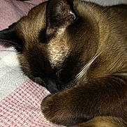 Crackerjack is registered to the contest to win money with this photo: animal, blanket, cat, close_up, cozy, cute, fur, fur_texture, indoor, nap, paw, pet, pink, relaxed, resting, siamese_cat, sleeping, soft, whiskers, white