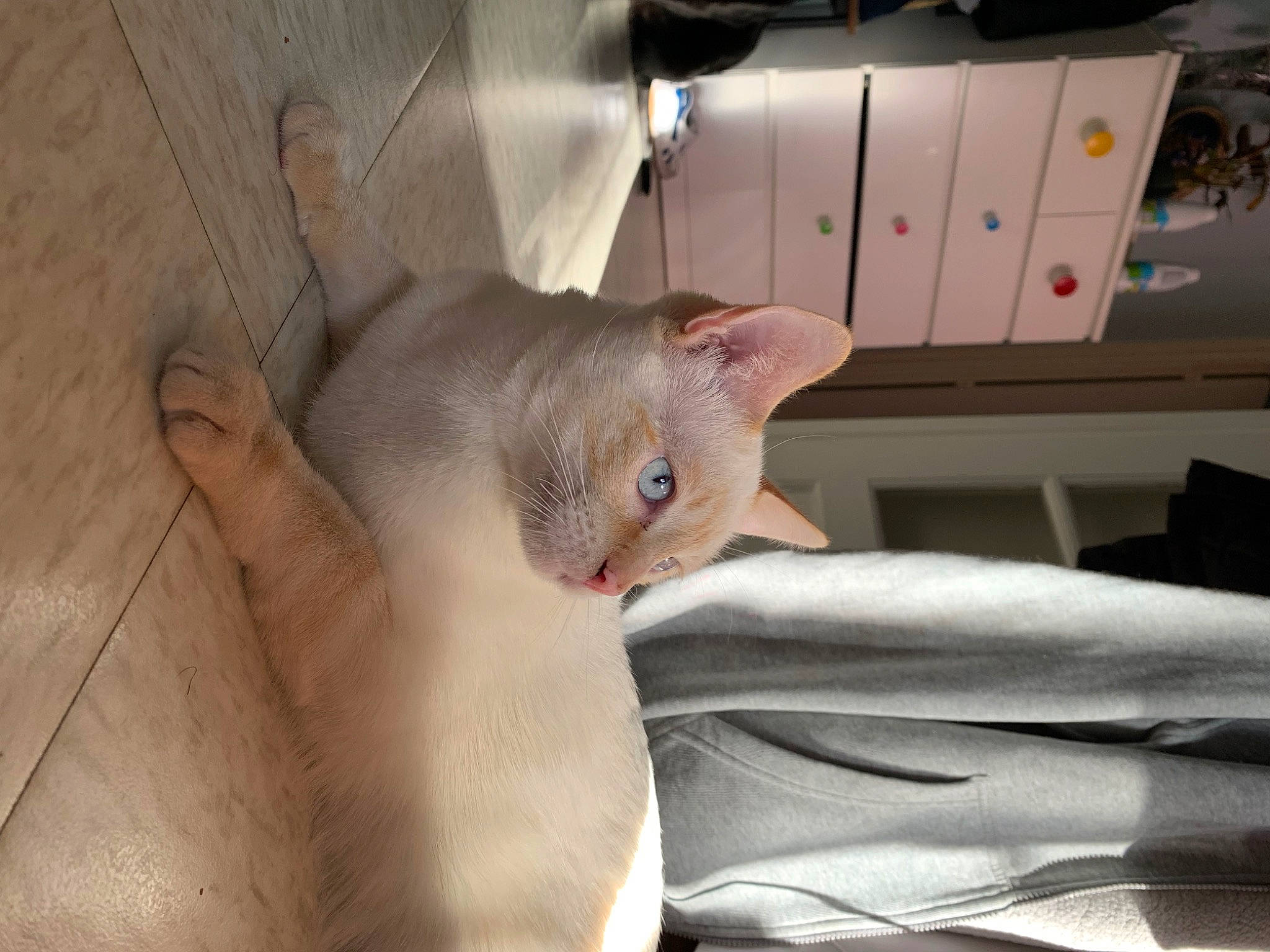 Bhoot a rejoint le concours — aidez-le/la à gagner de superbes lots ! box, cabinetry, carnivore, cat, chest_of_drawers, comfort, domestic_short_haired_cat, drawer, fawn, felidae, fur, hardwood, paw, room, small_to_medium_sized_cats, tail, whiskers, wood