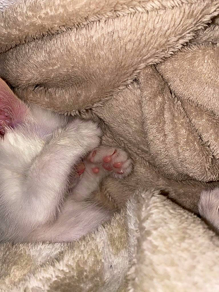 Bhoot participe au concours pour gagner de l'argent avec cette photo : carnivore, cat, claw, comfort, fawn, felidae, fur, paw, small_to_medium_sized_cats, snout, tail, terrestrial_animal, whiskers