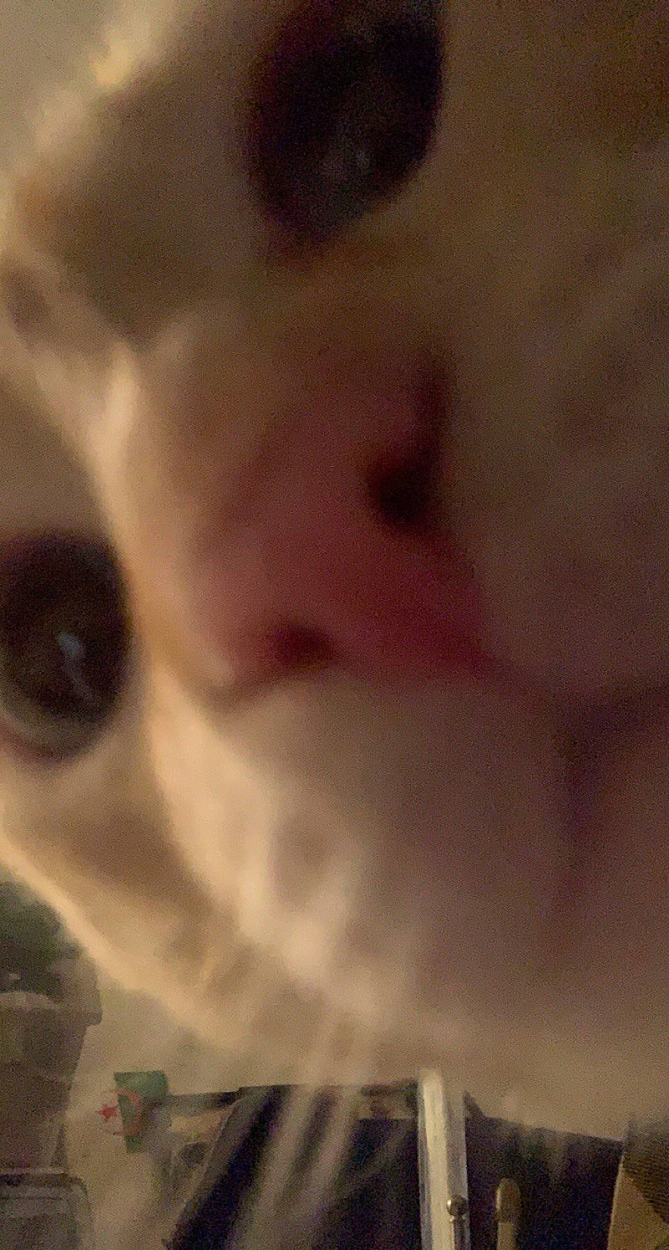 Bhoot a rejoint le concours — aidez-le/la à gagner de superbes lots ! canidae, companion_dog, cumulus, darkness, dog_breed, ear, eyelash, felidae, flesh, fur, jaw, paw, petal, small_to_medium_sized_cats, snout, sporting_group, whiskers