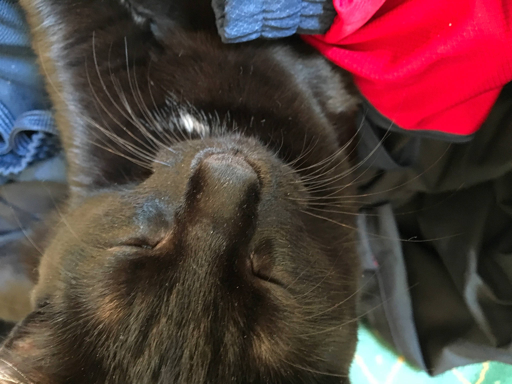 Baguera participe au concours pour gagner de l'argent avec cette photo : carnivore, cat, claw, comfort, dog_breed, domestic_short_haired_cat, fawn, felidae, fur, human_leg, liver, nap, paw, small_to_medium_sized_cats, snout, sporting_group, tail, terrestrial_animal, whiskers, wildlife