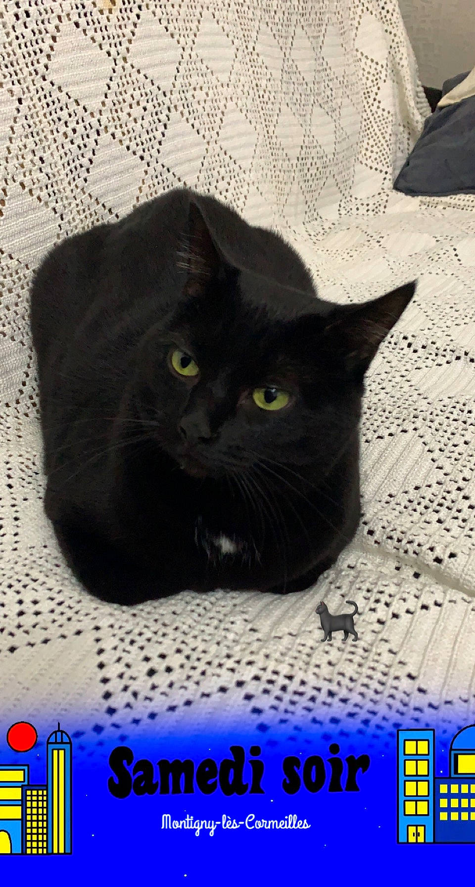 Baguera a rejoint le concours — aidez-le/la à gagner de superbes lots ! black_cat, bombay, carnivore, cat, cat_supply, domestic_short_haired_cat, felidae, font, fur, grey, logo, mammal, photo_caption, photography, publication, small_to_medium_sized_cats, snout, tail, terrestrial_animal, whiskers