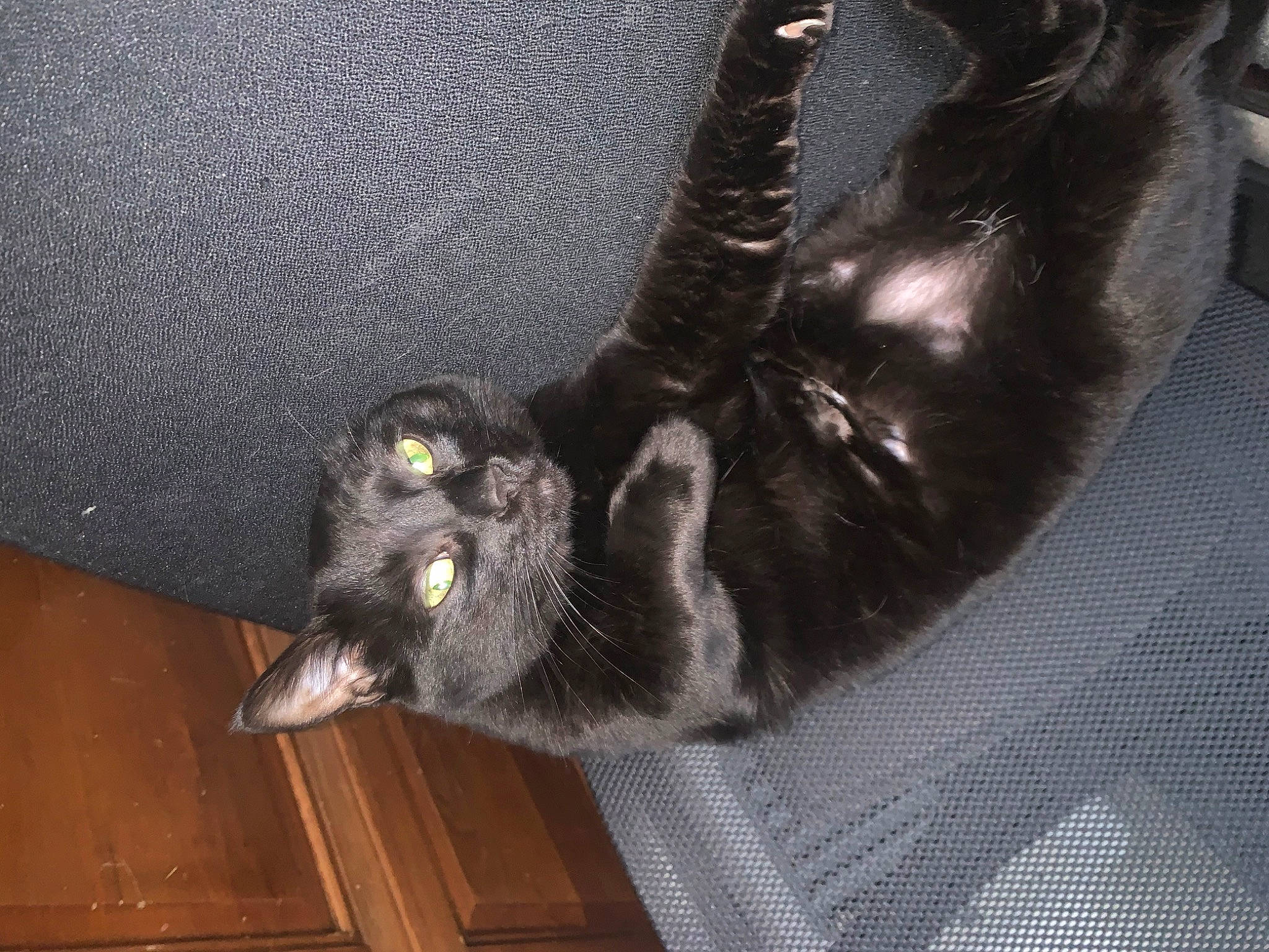 Baguera a rejoint le concours — aidez-le/la à gagner de superbes lots ! black_cat, canidae, carnivore, cat, claw, comfort, dog_breed, domestic_short_haired_cat, felidae, foot, fur, gesture, grey, hardwood, small_to_medium_sized_cats, snout, sporting_group, tail, whiskers, wood