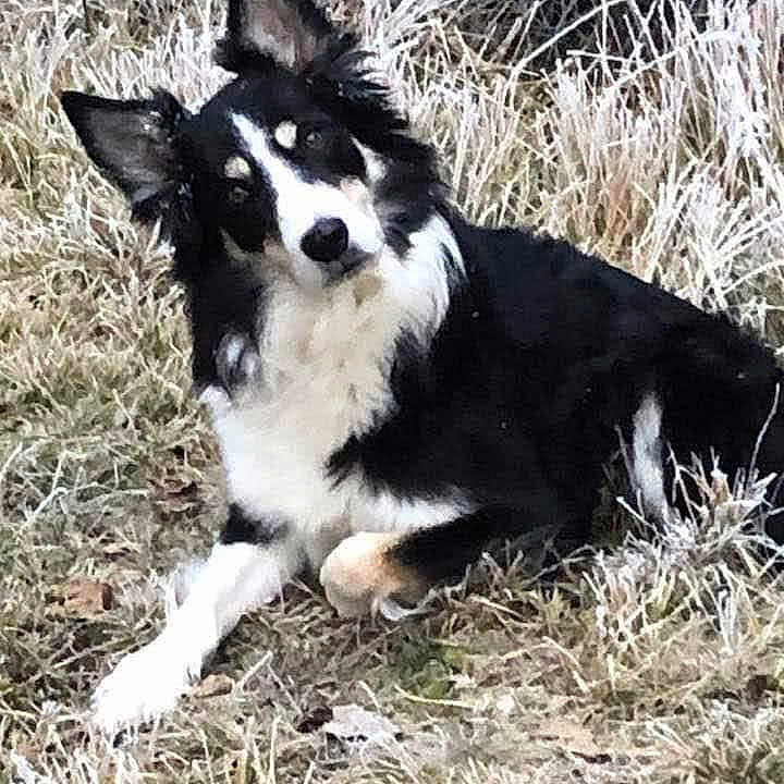 Rocky participe au concours pour gagner de l'argent avec cette photo : animal, canine, chihuahua, cockerspaniel, collie, coyote, dog, eskimodog, field, germanshepherd, grass, grassland, husky, nature, outdoors, pet, plant, puppy, rock, snout