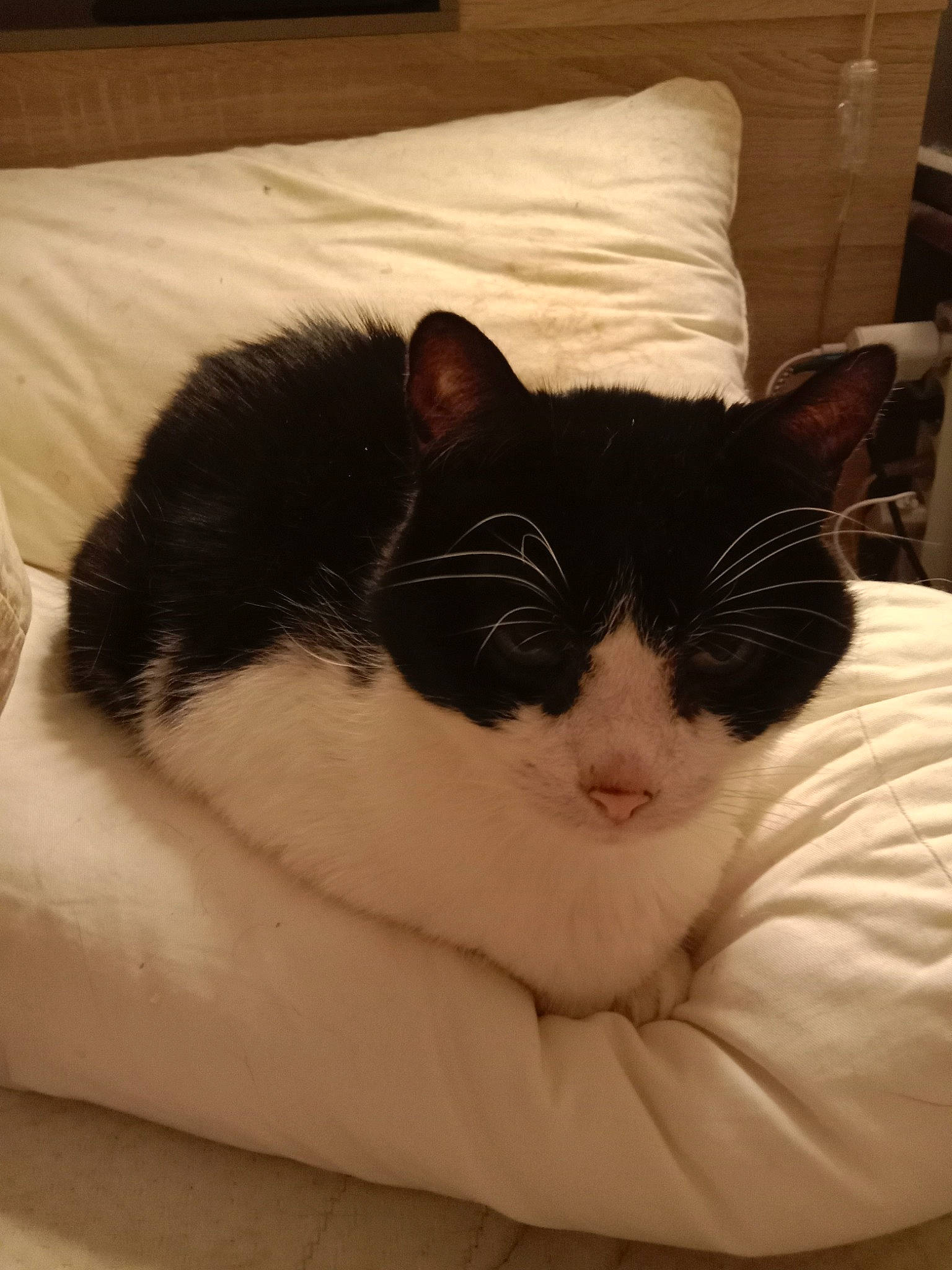 Mathou a rejoint le concours — aidez-le/la à gagner de superbes lots ! bedding, carnivore, cat, comfort, domestic_short_haired_cat, felidae, fur, linens, monochrome_photography, pet_supply, room, small_to_medium_sized_cats, snout, tail, terrestrial_animal, whiskers, window