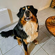 Balou participe au concours pour gagner de l'argent avec cette photo : dog, bernese_mountain_dog, indoor, tile_floor, pet, animal, brown, black, white, fur, tail, table, wooden_table, looking_up, mouth_open, ears, canine, companion, domestic_animal, house