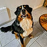 dog, bernese_mountain_dog, indoor, tile_floor, pet, animal, brown, black, white, fur, tail, table, wooden_table, looking_up, mouth_open, ears, canine, companion, domestic_animal, house