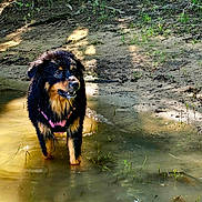 Plume participe au concours pour gagner de l'argent avec cette photo : dog, water, mud, outdoor, nature, animal, canine, riverbank, wet, forest, sunlight, standing, curious, pet, fur, muzzle, snout, grass, daylight, playful