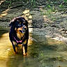 dog, water, mud, outdoor, nature, animal, canine, riverbank, wet, forest, sunlight, standing, curious, pet, fur, muzzle, snout, grass, daylight, playful