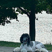 Wagzworth is registered to the contest to win money with this photo: dog, poodle, poolside, patio, tree, water, outdoor, grass, relaxed, summer, pet, canine, animal, nature, daytime, fur, leisure, resting, shade, landscape
