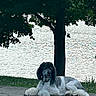 dog, poodle, poolside, patio, tree, water, outdoor, grass, relaxed, summer, pet, canine, animal, nature, daytime, fur, leisure, resting, shade, landscape