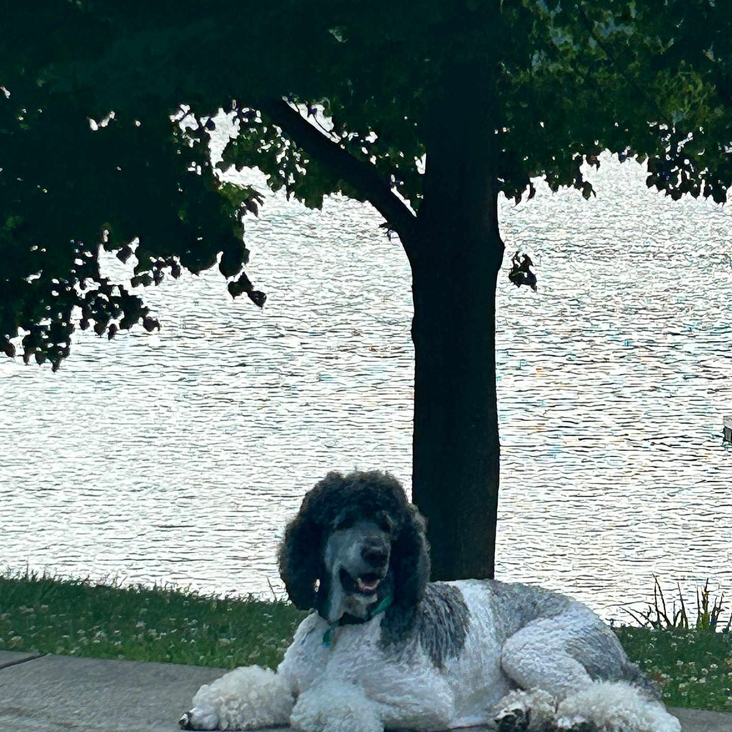Wagzworth is registered to the contest to win money with this photo: dog, poodle, poolside, patio, tree, water, outdoor, grass, relaxed, summer, pet, canine, animal, nature, daytime, fur, leisure, resting, shade, landscape