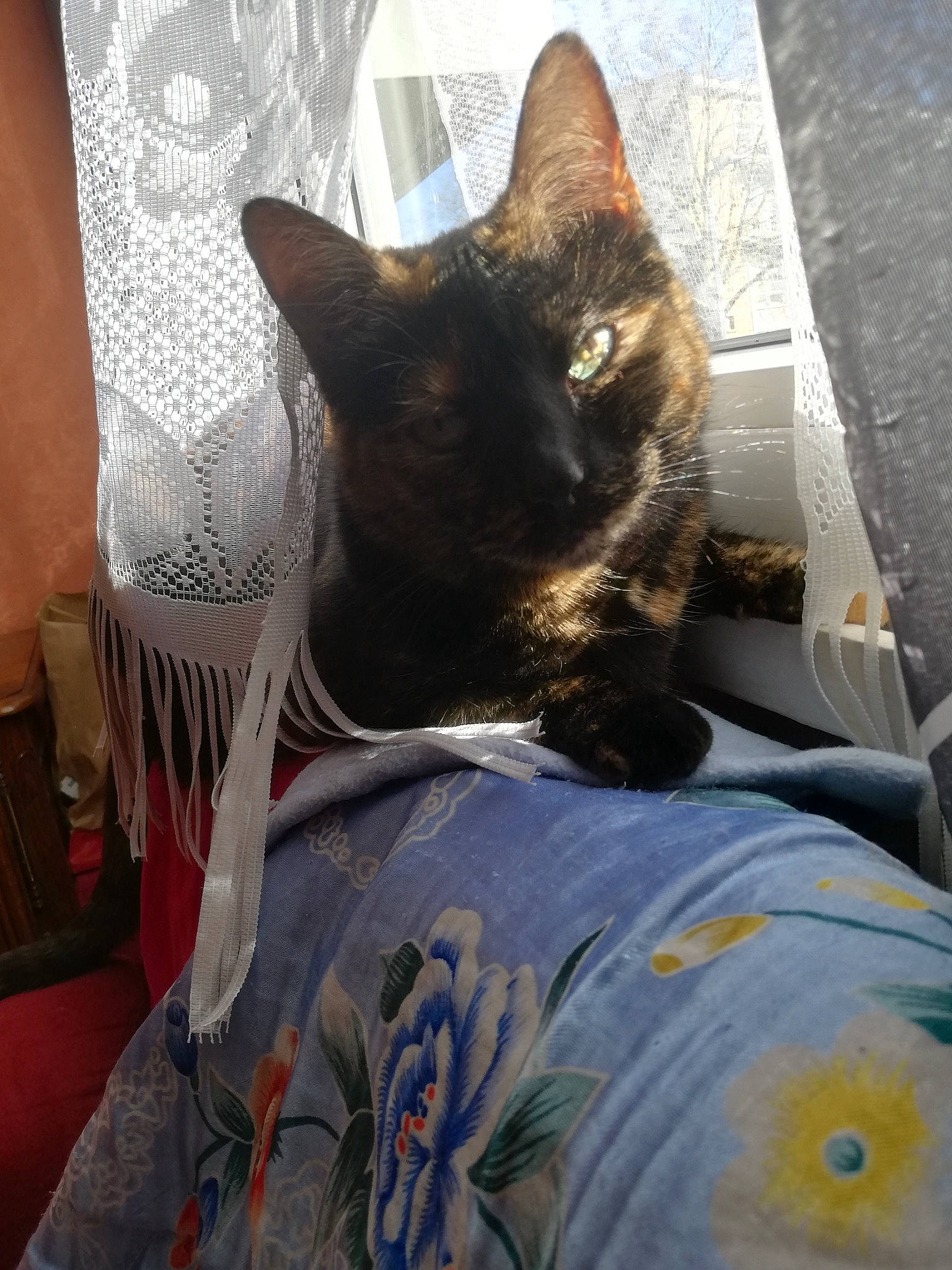 Odile participe au concours pour gagner de l'argent avec cette photo : bed, black_cat, bombay, carmine, carnivore, cat, comfort, domestic_short_haired_cat, felidae, fur, grey, human_leg, linens, pattern, pillow, small_to_medium_sized_cats, snout, tail, textile, whiskers