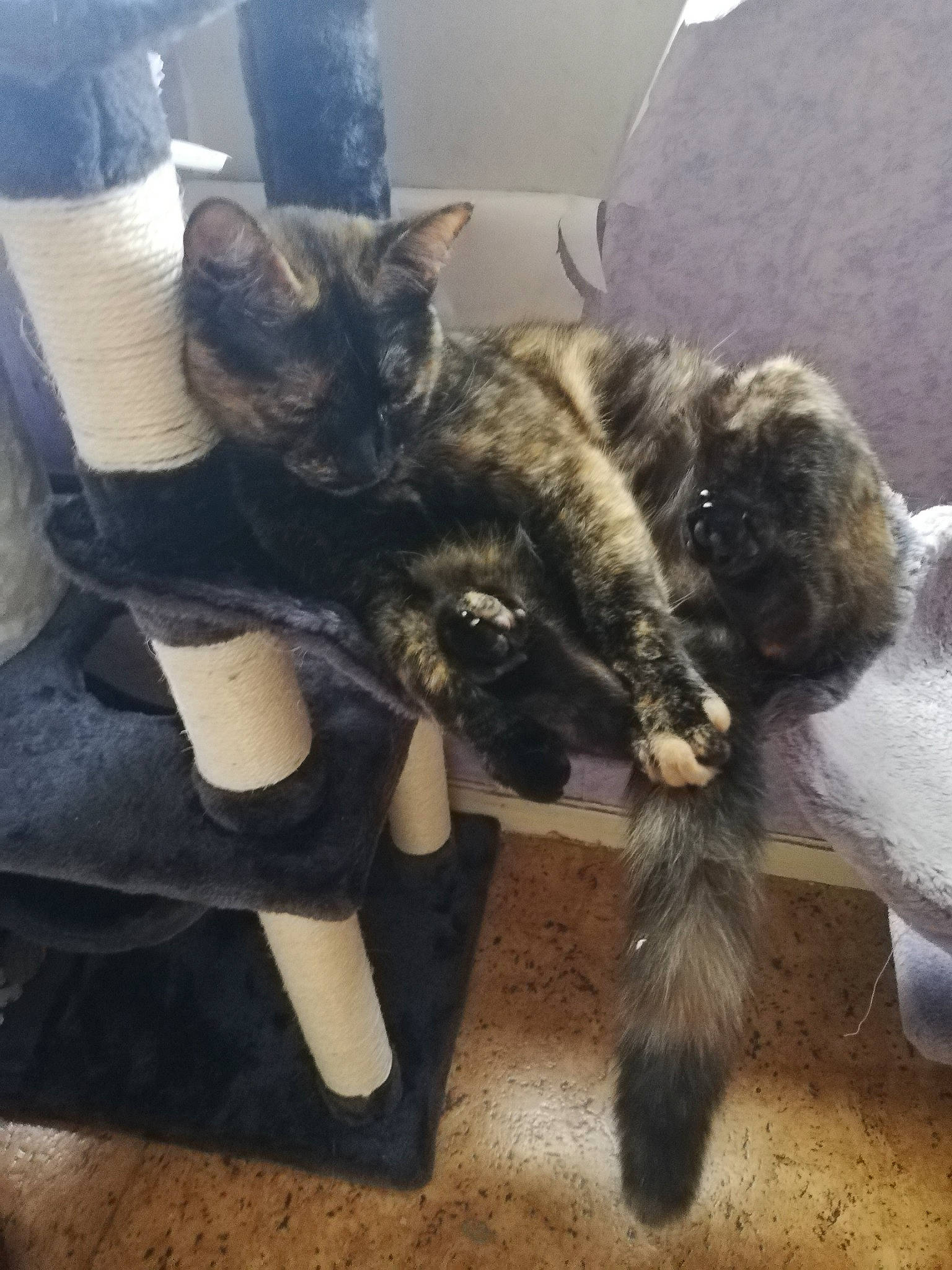 Odile participe au concours pour gagner de l'argent avec cette photo : carnivore, cat, claw, cloud, comfort, dog_breed, domestic_short_haired_cat, felidae, fur, human_leg, leg, metal, paw, sitting, sky, small_to_medium_sized_cats, tail, terrestrial_animal, thigh, whiskers