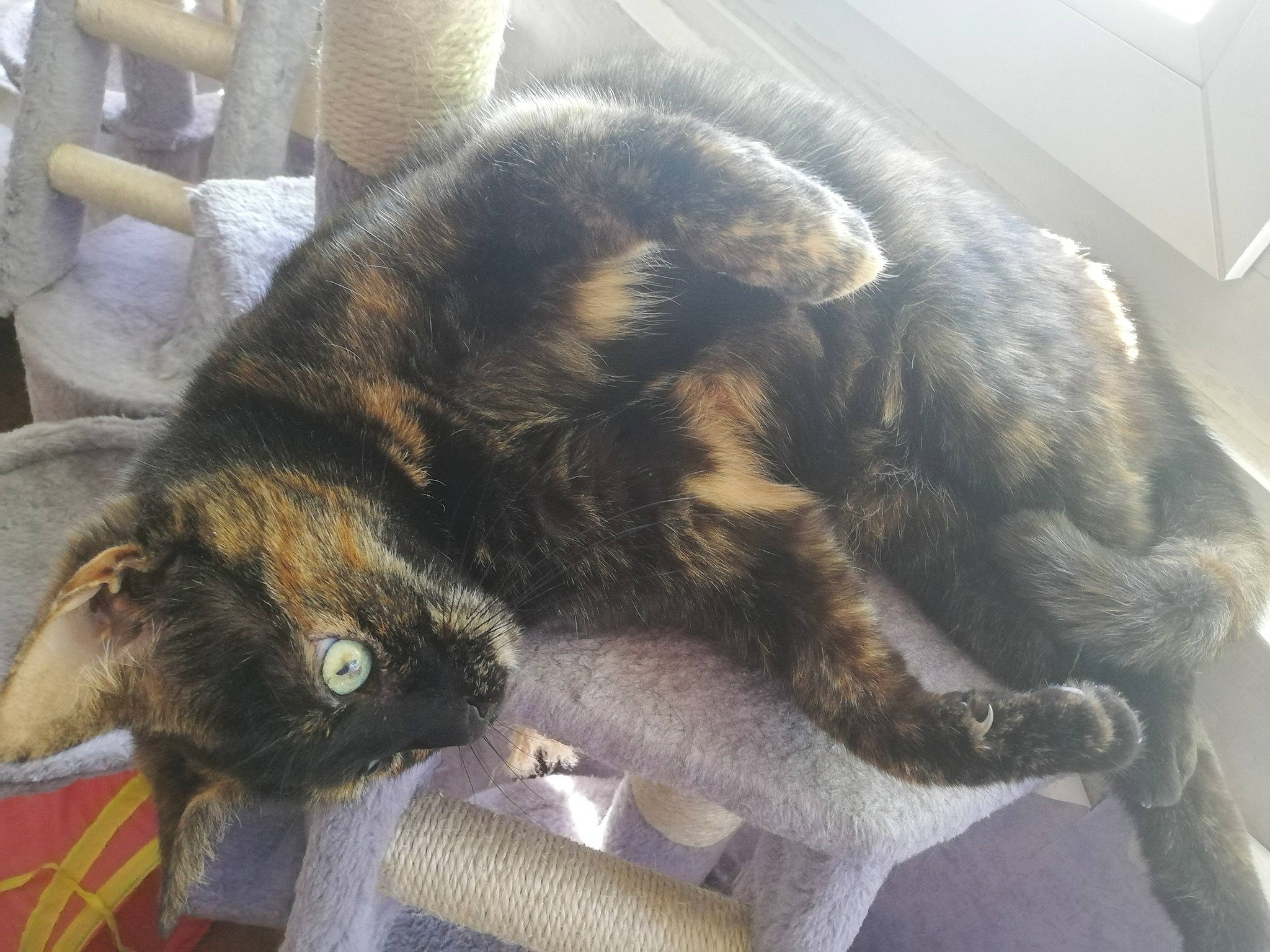 Odile participe au concours pour gagner de l'argent avec cette photo : carnivore, cat, claw, comfort, dog_breed, domestic_short_haired_cat, felidae, fur, nap, paw, small_to_medium_sized_cats, snout, tail, terrestrial_animal, whiskers