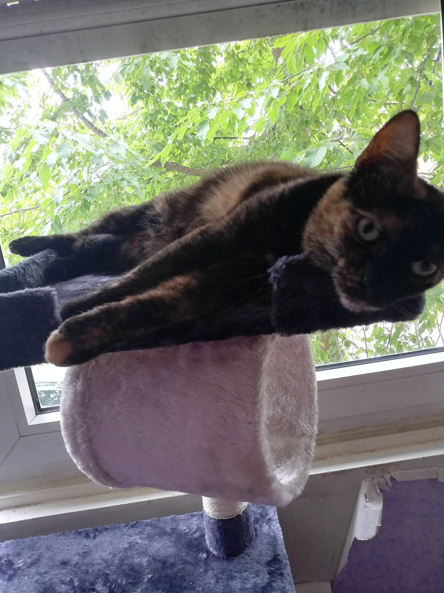 Odile a rejoint le concours — aidez-le/la à gagner de superbes lots ! black_cat, carnivore, cat, domestic_short_haired_cat, fashion_accessory, fawn, felidae, fur, natural_material, plant, shade, small_to_medium_sized_cats, snout, tail, terrestrial_animal, tree, trunk, whiskers, window, wood