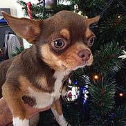 Vador a rejoint le concours — aidez-le/la à gagner de superbes lots ! dog, chihuahua, small_dog, brown_dog, white_paws, christmas_tree, christmas_ornaments, candy_cane, holiday, decorations, pine_tree, lights, hand_holding_dog, indoor, pet, cute, festive, animal, close_up, portrait