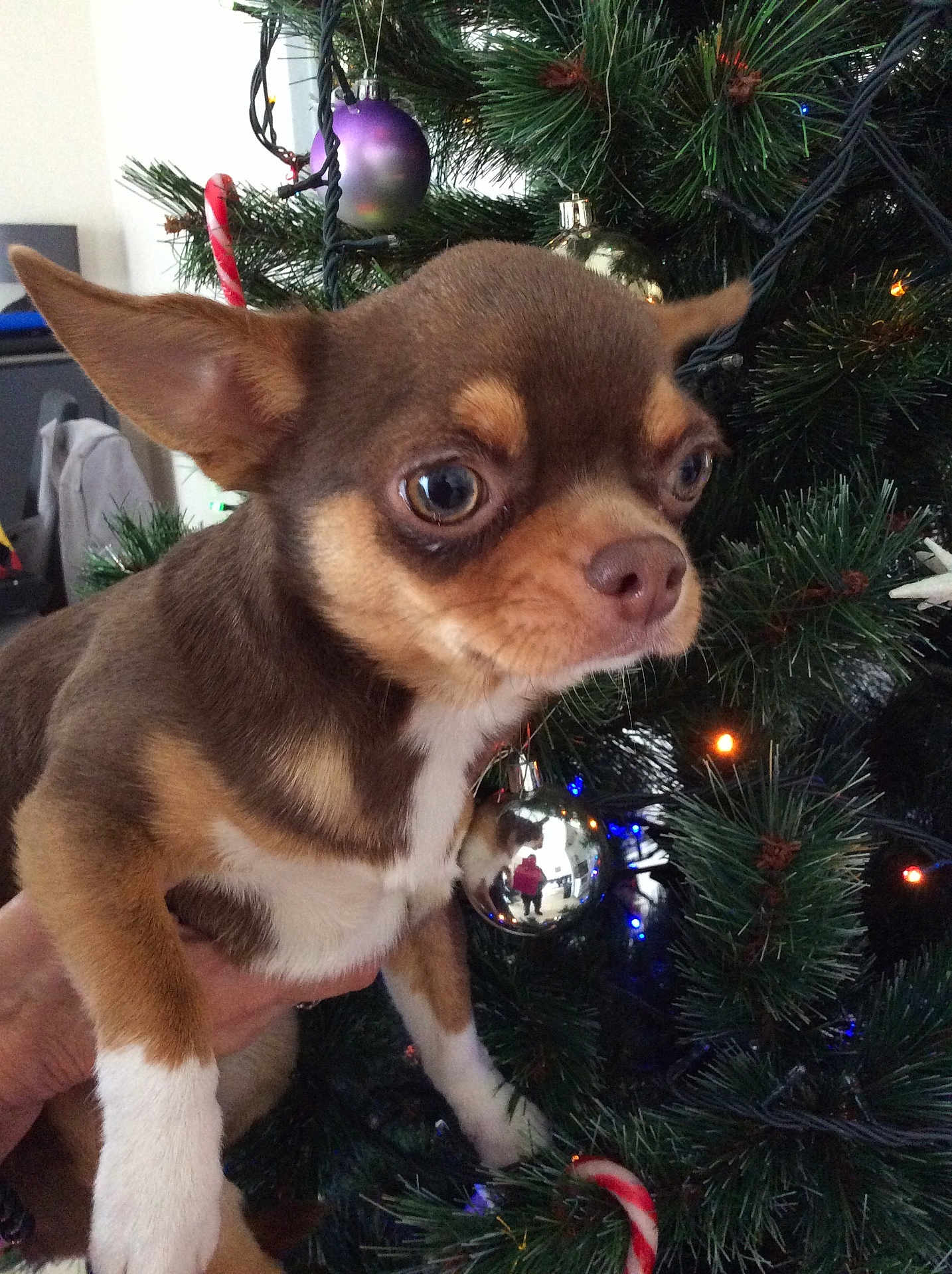 Vador a rejoint le concours — aidez-le/la à gagner de superbes lots ! dog, chihuahua, small_dog, brown_dog, white_paws, christmas_tree, christmas_ornaments, candy_cane, holiday, decorations, pine_tree, lights, hand_holding_dog, indoor, pet, cute, festive, animal, close_up, portrait