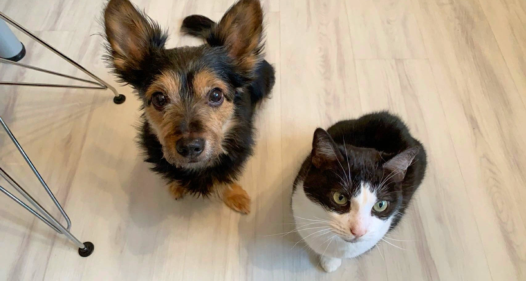 Minou a rejoint le concours — aidez-le/la à gagner de superbes lots ! canidae, carnivore, cat, companion_dog, dog, dog_breed, domestic_short_haired_cat, eye, fawn, flooring, fur, hair, head, iris, mammal, snout, tail, whiskers, wood, working_animal