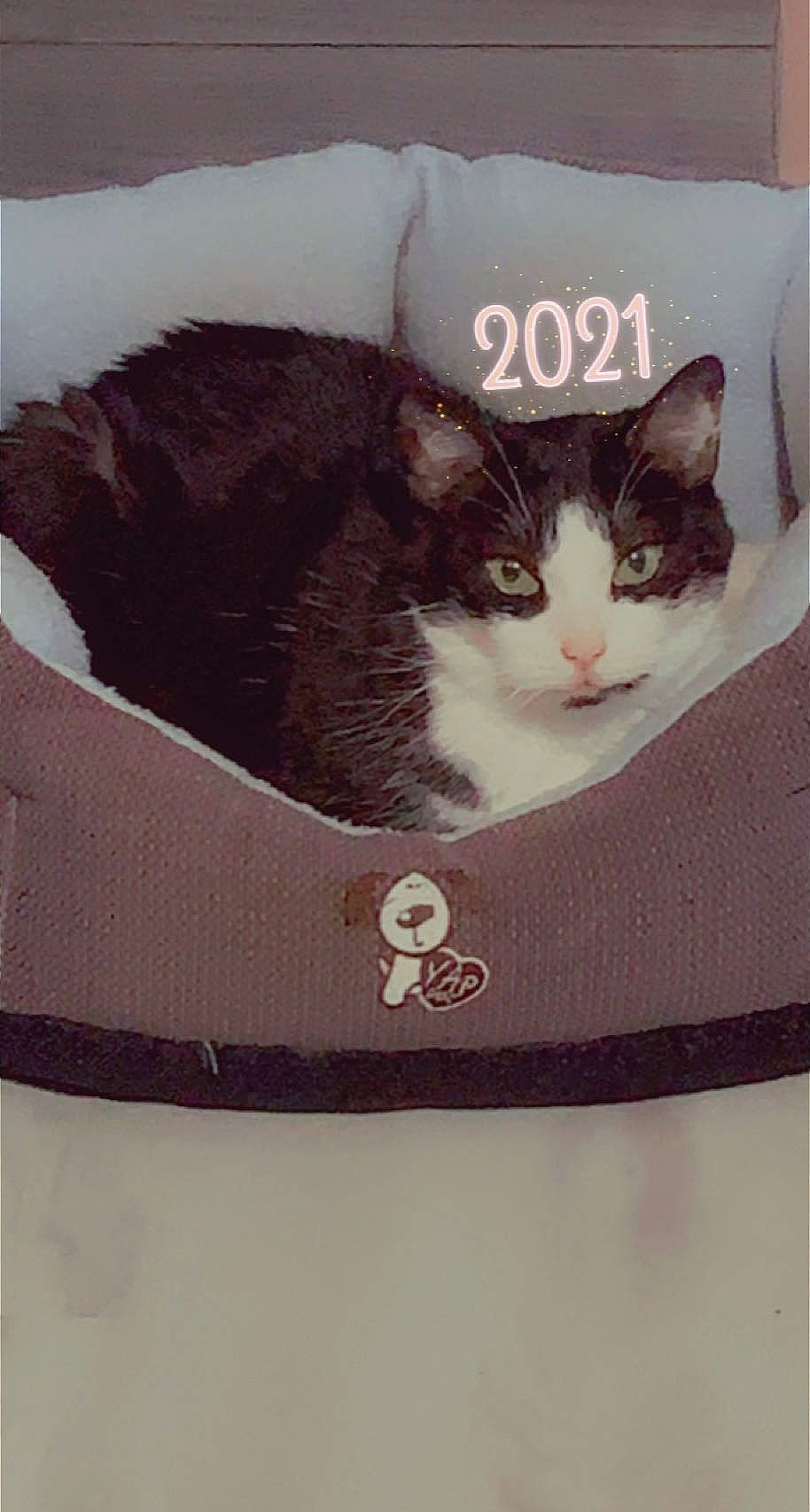 Minou a rejoint le concours — aidez-le/la à gagner de superbes lots ! bag, box, cardboard, carnivore, cat, comfort, domestic_short_haired_cat, felidae, fur, grey, linens, luggage_and_bags, packaging_and_labeling, paper_bag, pet_supply, rectangle, shipping_box, small_to_medium_sized_cats, whiskers, window