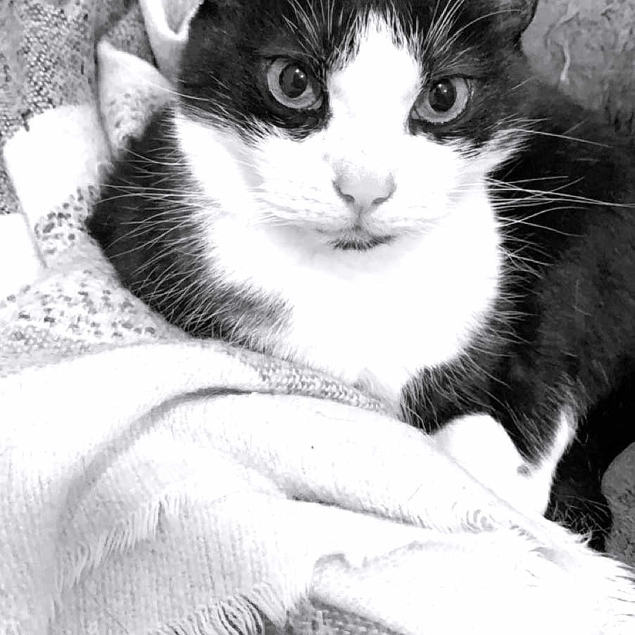 Minou