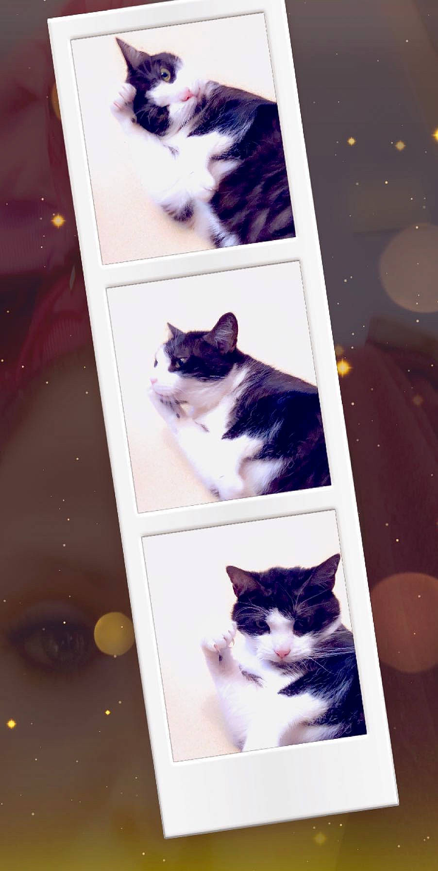 Minou participe au concours pour gagner de l'argent avec cette photo : art, beauty, black, carnivore, cat, felidae, fur, light, line, magenta, mammal, photograph, rectangle, small_to_medium_sized_cats, snapshot, tints_and_shades, vertebrate, whiskers, white, window