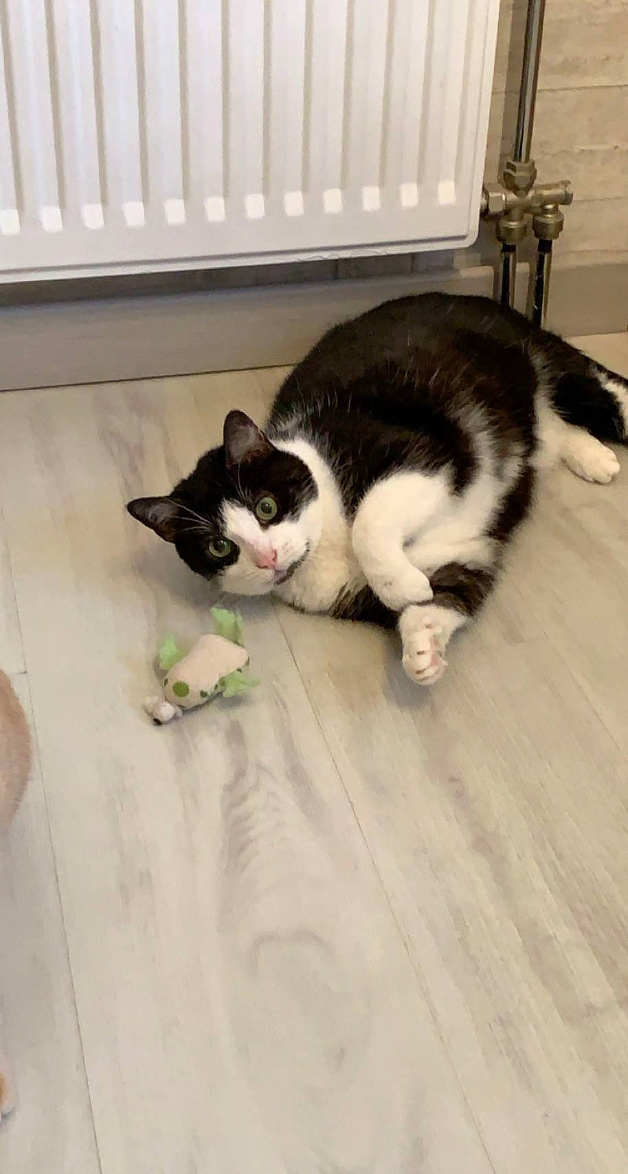 Minou participe au concours pour gagner de l'argent avec cette photo : carnivore, cat, comfort, domestic_short_haired_cat, felidae, floor, flooring, foot, fur, hardwood, human_leg, laminate_flooring, paw, sitting, small_to_medium_sized_cats, snout, tail, whiskers, wood, wood_flooring
