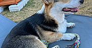 Aïko a rejoint le concours — aidez-le/la à gagner de superbes lots ! dog, corgi, pet, animal, outdoor, backyard, garden, chair, sitting, lying_down, relaxed, happy, smiling, open_mouth, floppy_ears, fur, black_white_tan, rope_toy, sunlight, wooden_shelter