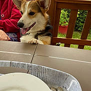 Aïko a rejoint le concours — aidez-le/la à gagner de superbes lots ! corgi, dog, puppy, pet, animal, happy, playful, tongue, paws, large_ears, black_and_white, brown_and_white, sitting, table, plate, cutlery, dining_area, person, garden, outdoor