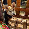 Aïko a rejoint le concours — aidez-le/la à gagner de superbes lots ! dog, corgi, puppy, pet, animal, sitting, outdoor, balcony, wooden_deck, wooden_railing, sunlight, garden, greenery, portrait, upright_ears, black_white_tan, short_legs, colorful_fabric, home, backyard
