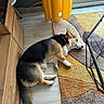 Aïko participe au concours pour gagner de l'argent avec cette photo : dog, corgi, sleeping, lying_down, indoor, sunlight, sunbeam, rug, curtain, wooden_cabinet, floor, home, relaxed, resting, tricolor, black_and_white, brown, tail, window, cozy