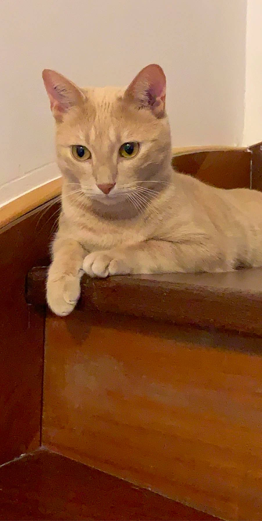 Nelson a rejoint le concours — aidez-le/la à gagner de superbes lots ! art, carnivore, cat, cat_supply, comfort, domestic_short_haired_cat, fawn, felidae, flooring, fur, hardwood, paw, pet_supply, small_to_medium_sized_cats, snout, tail, whiskers, wood, wood_stain