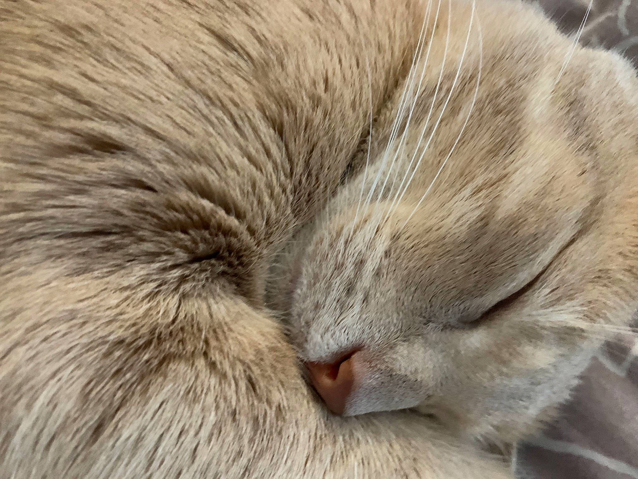 Nelson