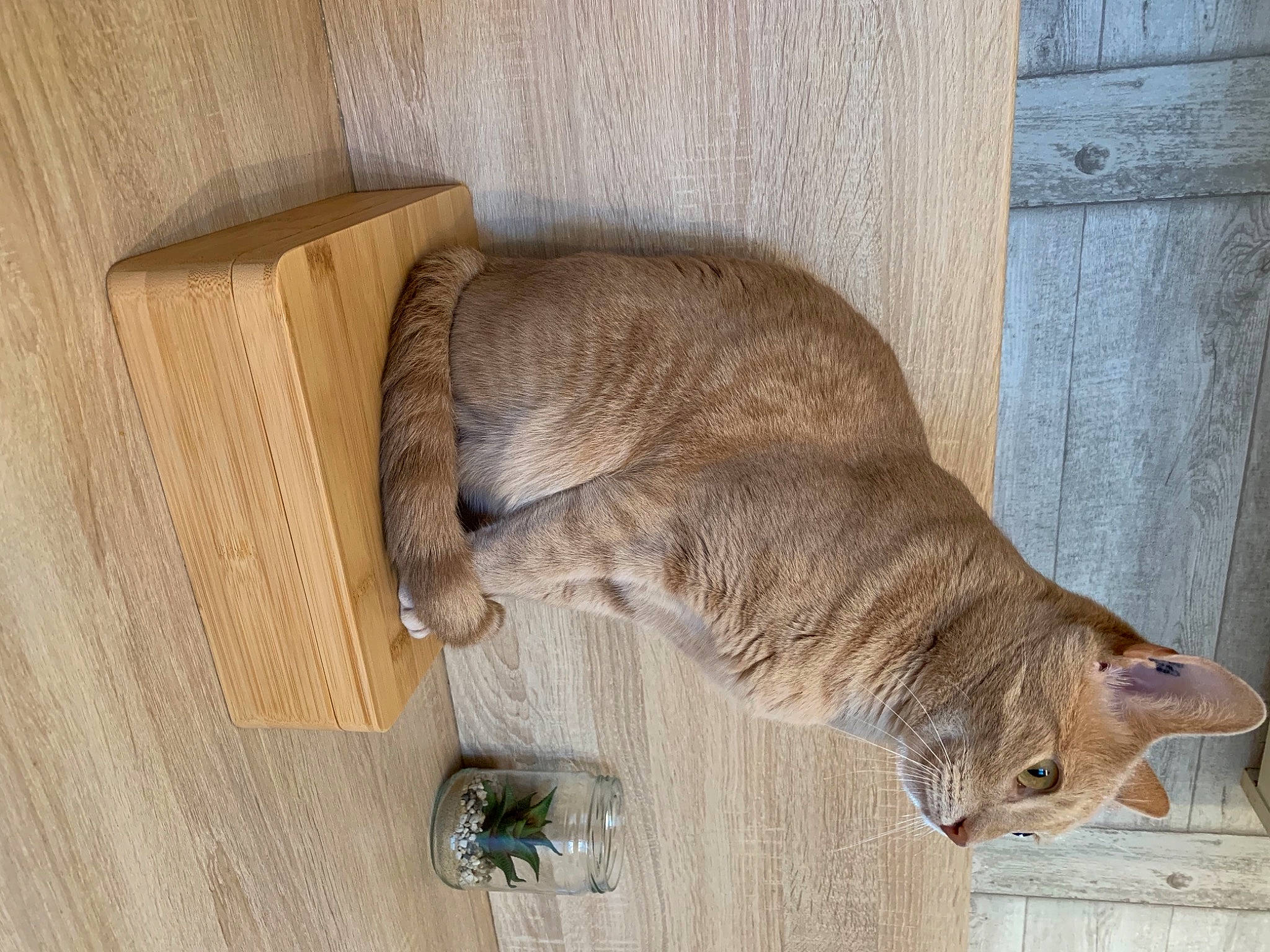 Nelson a rejoint le concours — aidez-le/la à gagner de superbes lots ! carnivore, cat, domestic_short_haired_cat, fawn, felidae, flooring, fur, hardwood, pet_supply, small_to_medium_sized_cats, tail, terrestrial_animal, whiskers, wood