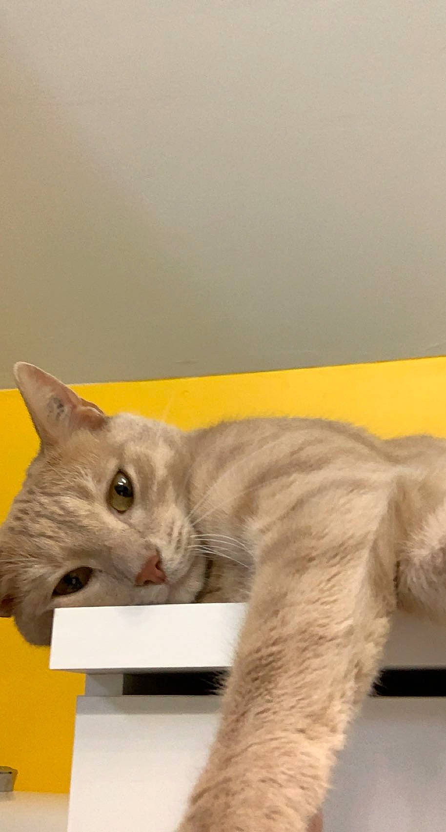 Nelson participe au concours pour gagner de l'argent avec cette photo : carnivore, cat, cat_supply, cat_toy, claw, comfort, domestic_short_haired_cat, fawn, felidae, fur, grey, paper, paper_product, paw, small_to_medium_sized_cats, snout, tail, terrestrial_animal, whiskers