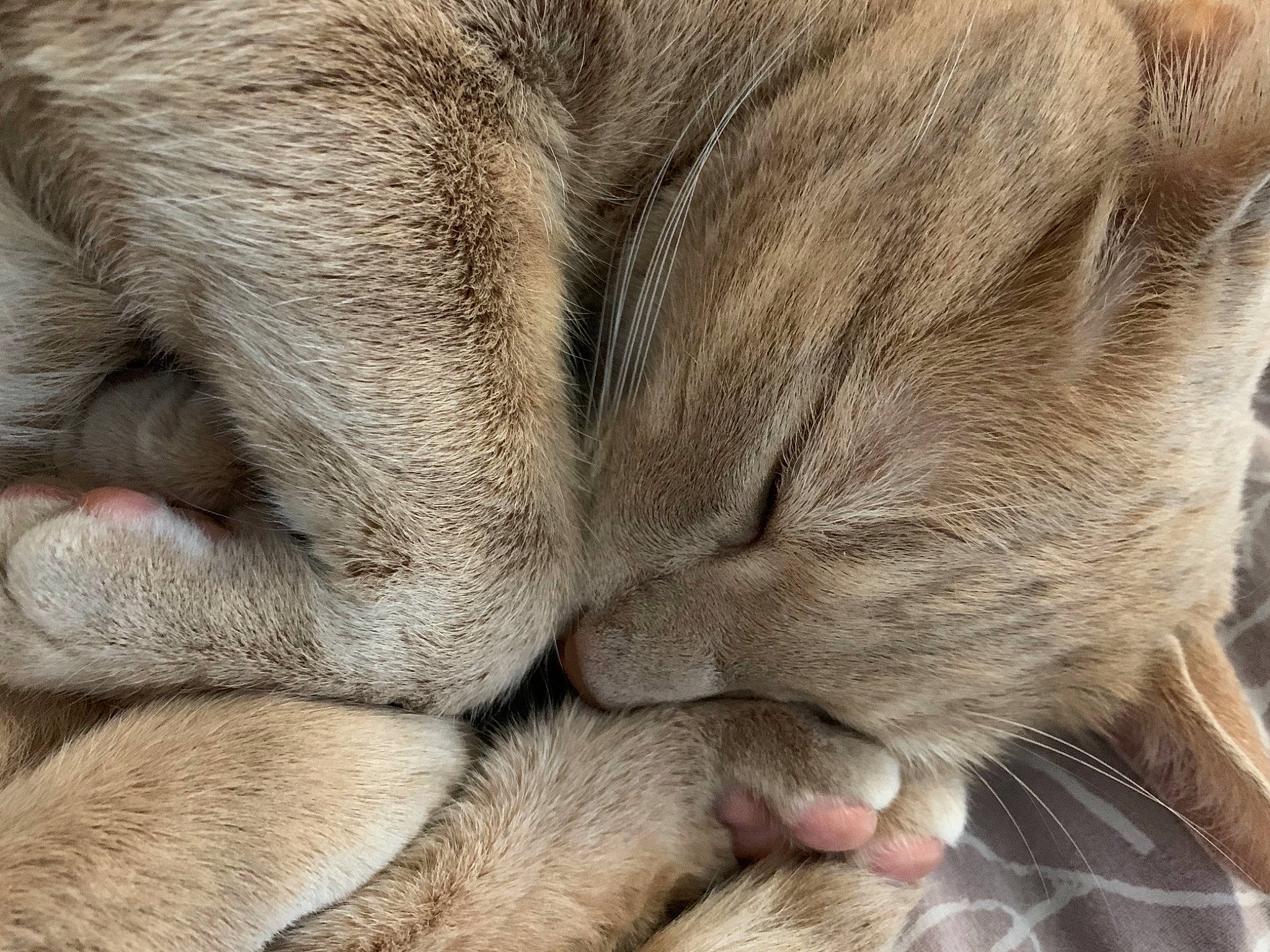Nelson a rejoint le concours — aidez-le/la à gagner de superbes lots ! carnivore, cat, claw, close_up, comfort, domestic_short_haired_cat, fawn, felidae, foot, fur, gesture, leg, paw, small_to_medium_sized_cats, snout, tail, terrestrial_animal, whiskers, wildlife, wrinkle