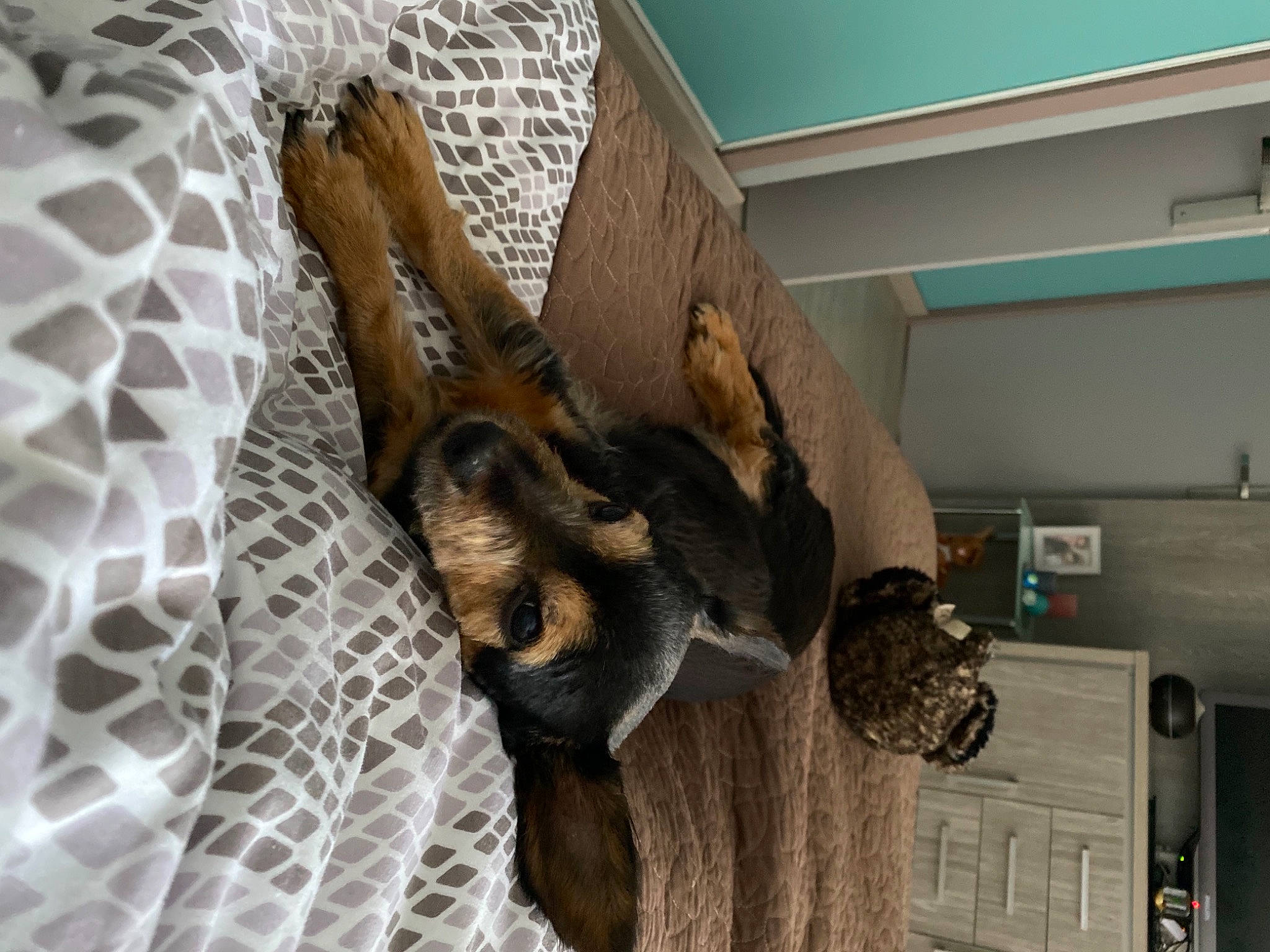 Pépite participe au concours pour gagner de l'argent avec cette photo : art, claw, fawn, fur, mesh, metal, natural_material, pet_supply, python, python_family, reptile, room, snake, snout, sporting_group, tail, terrestrial_animal, wildlife, wing, wood