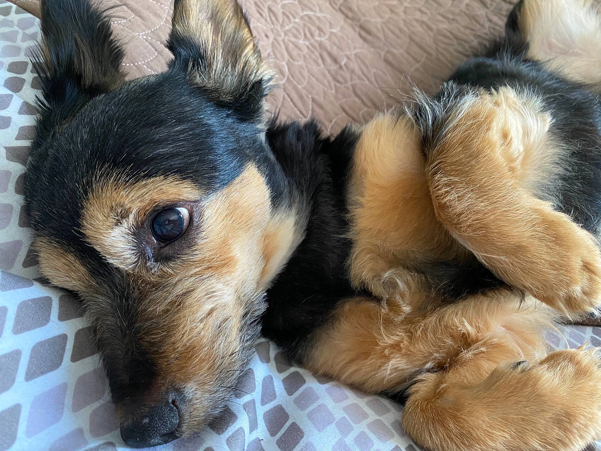 Pépite a rejoint le concours — aidez-le/la à gagner de superbes lots ! carnivore, close_up, comfort, companion_dog, dog, dog_breed, ear, fawn, fur, guard_dog, paw, snout, sporting_group, terrestrial_animal, terrier, toy_dog, whiskers, working_animal, working_dog