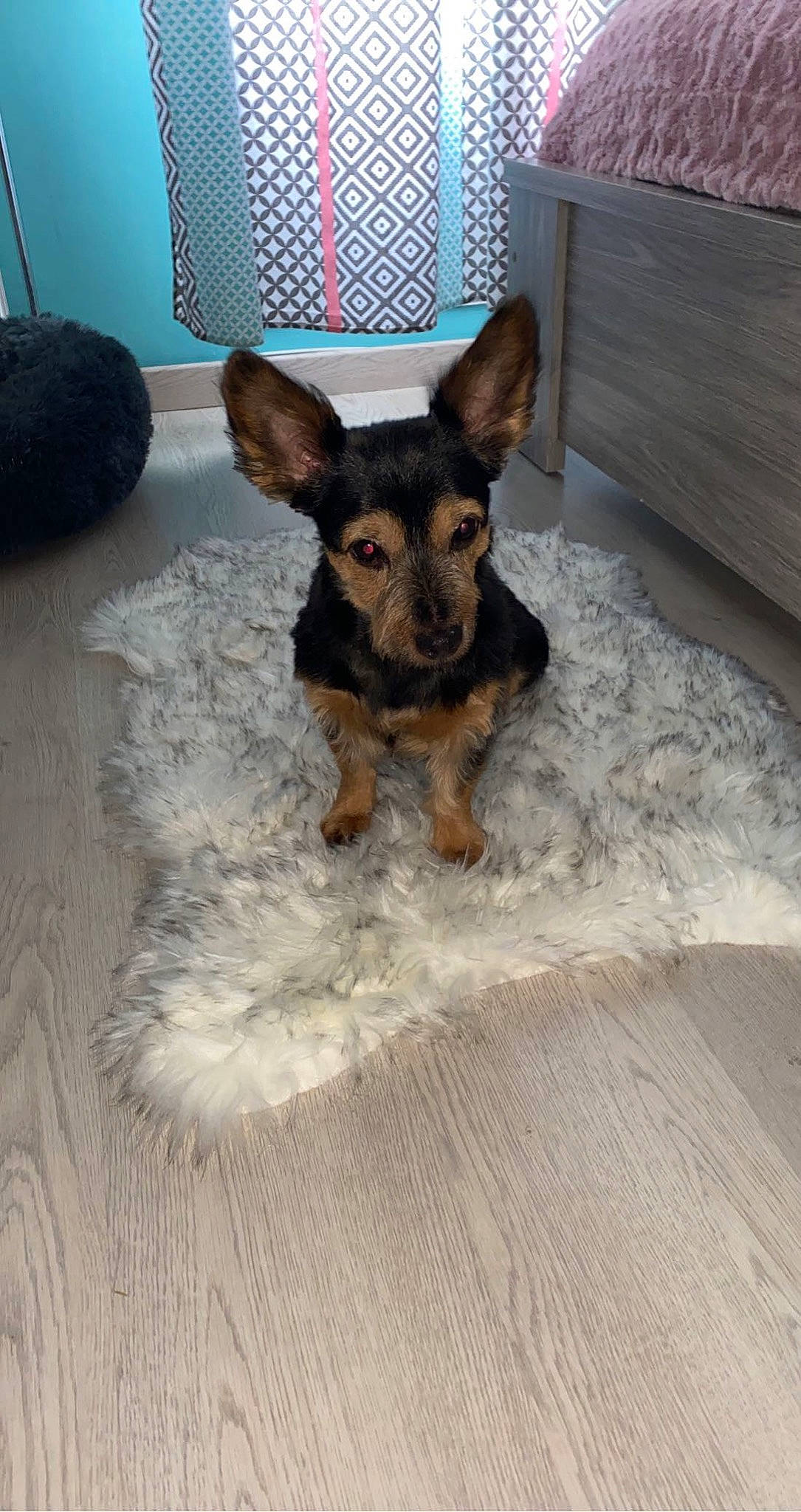 Pépite a rejoint le concours — aidez-le/la à gagner de superbes lots ! canidae, carnivore, companion_dog, dog, dog_breed, dog_supply, ear, fawn, floor, flooring, fur, hardwood, pet_supply, snout, sporting_group, tail, terrestrial_animal, toy_dog, wood, working_animal