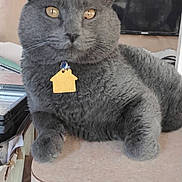 Smokey is registered to the contest to win money with this photo: cat, gray_cat, feline, pet, indoor, table, tag, golden_eyes, fur, relaxed, domestic_animal, living_room, television, household, resting, cute, close_up, mammal, whiskers, ears