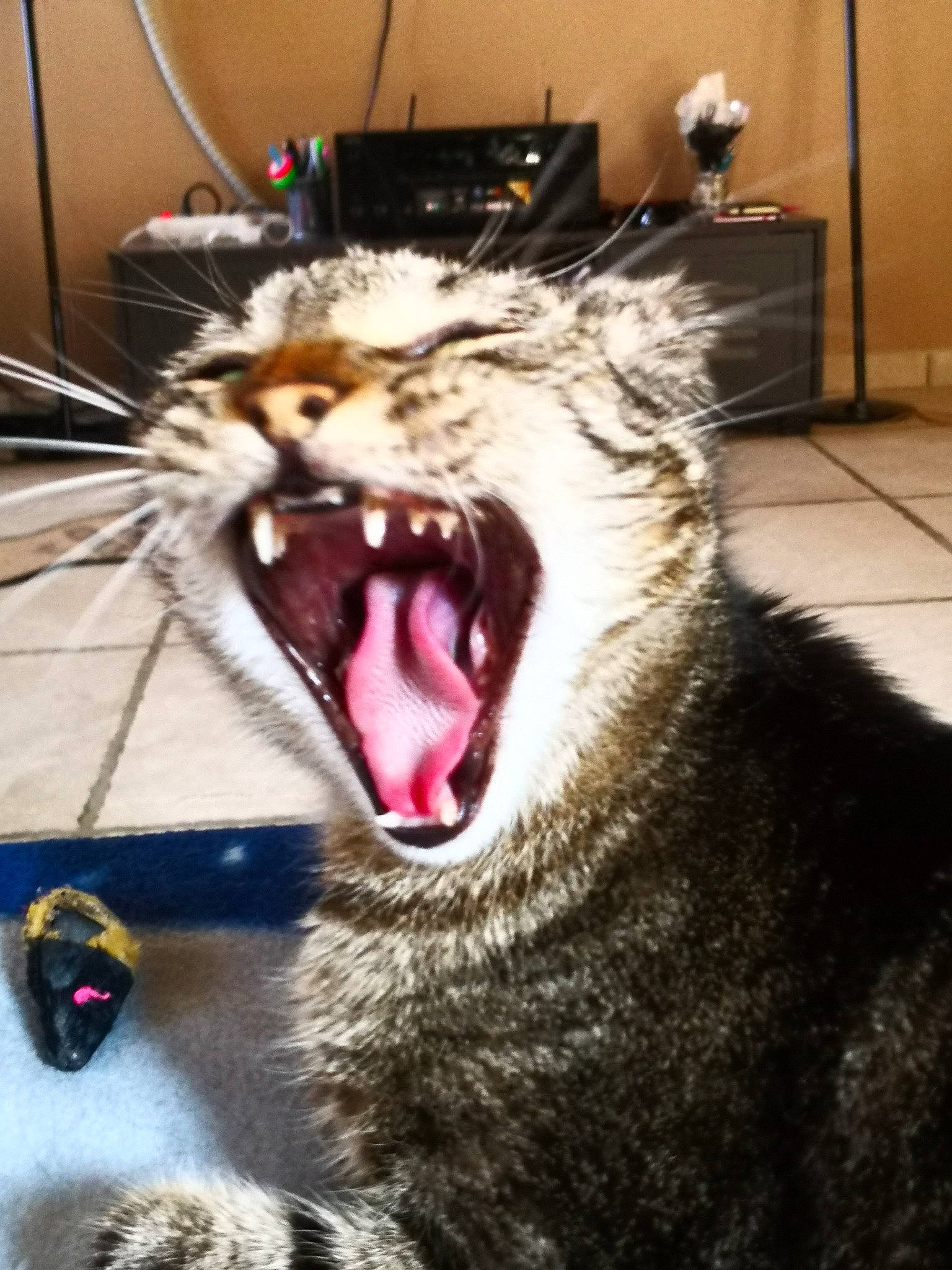 Bella a rejoint le concours — aidez-le/la à gagner de superbes lots ! carnivore, cat, claw, domestic_short_haired_cat, fang, felidae, fur, jaw, paw, roar, shout, small_to_medium_sized_cats, snout, terrestrial_animal, tongue, tooth, whiskers, window, yawn