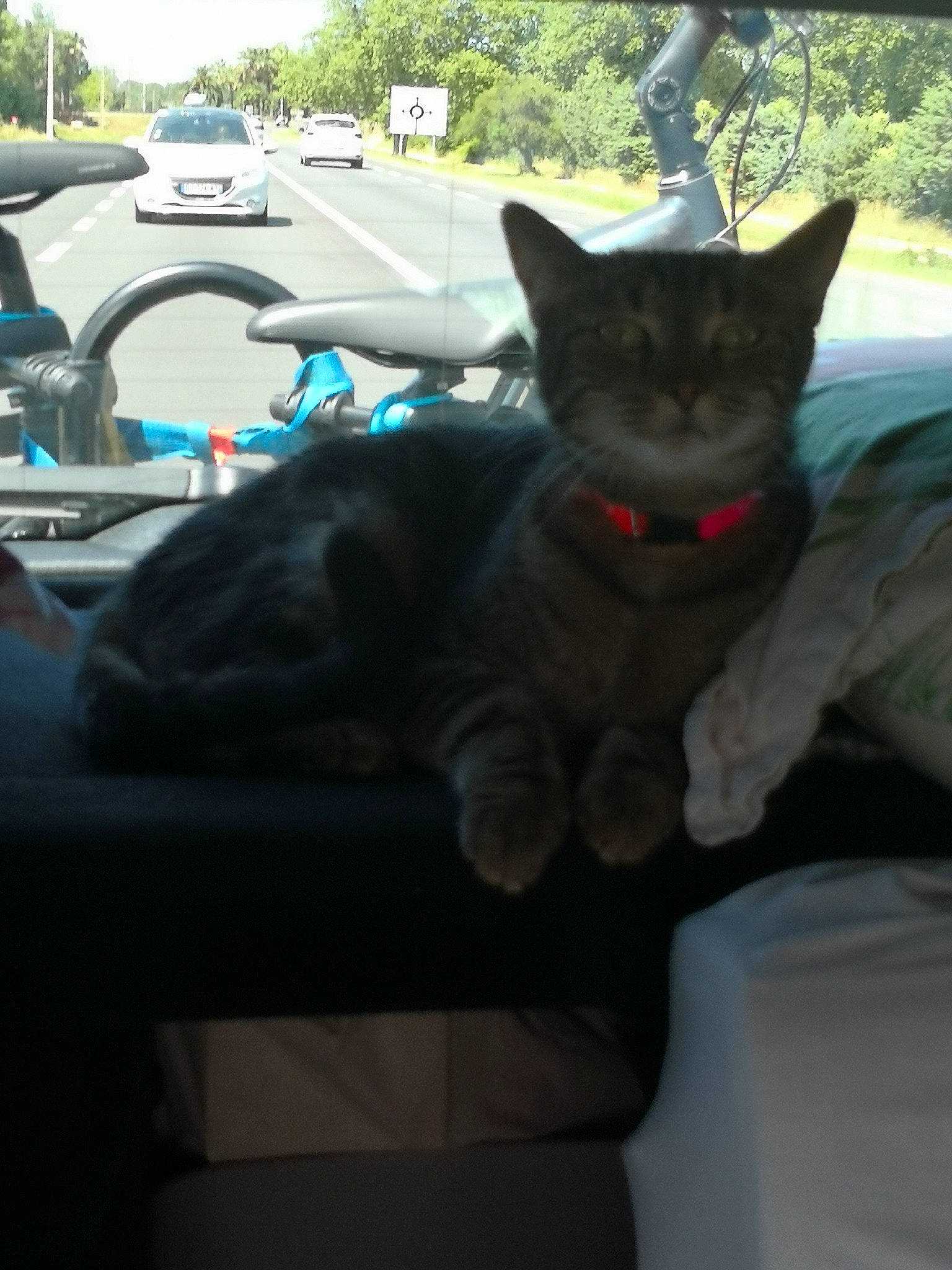 Bella participe au concours pour gagner de l'argent avec cette photo : auto_part, automotive_tire, carnivore, cat, comfort, domestic_short_haired_cat, felidae, fur, grass, mammal, plant, sky, small_to_medium_sized_cats, steering_wheel, tail, tree, vehicle, whiskers, window, windshield