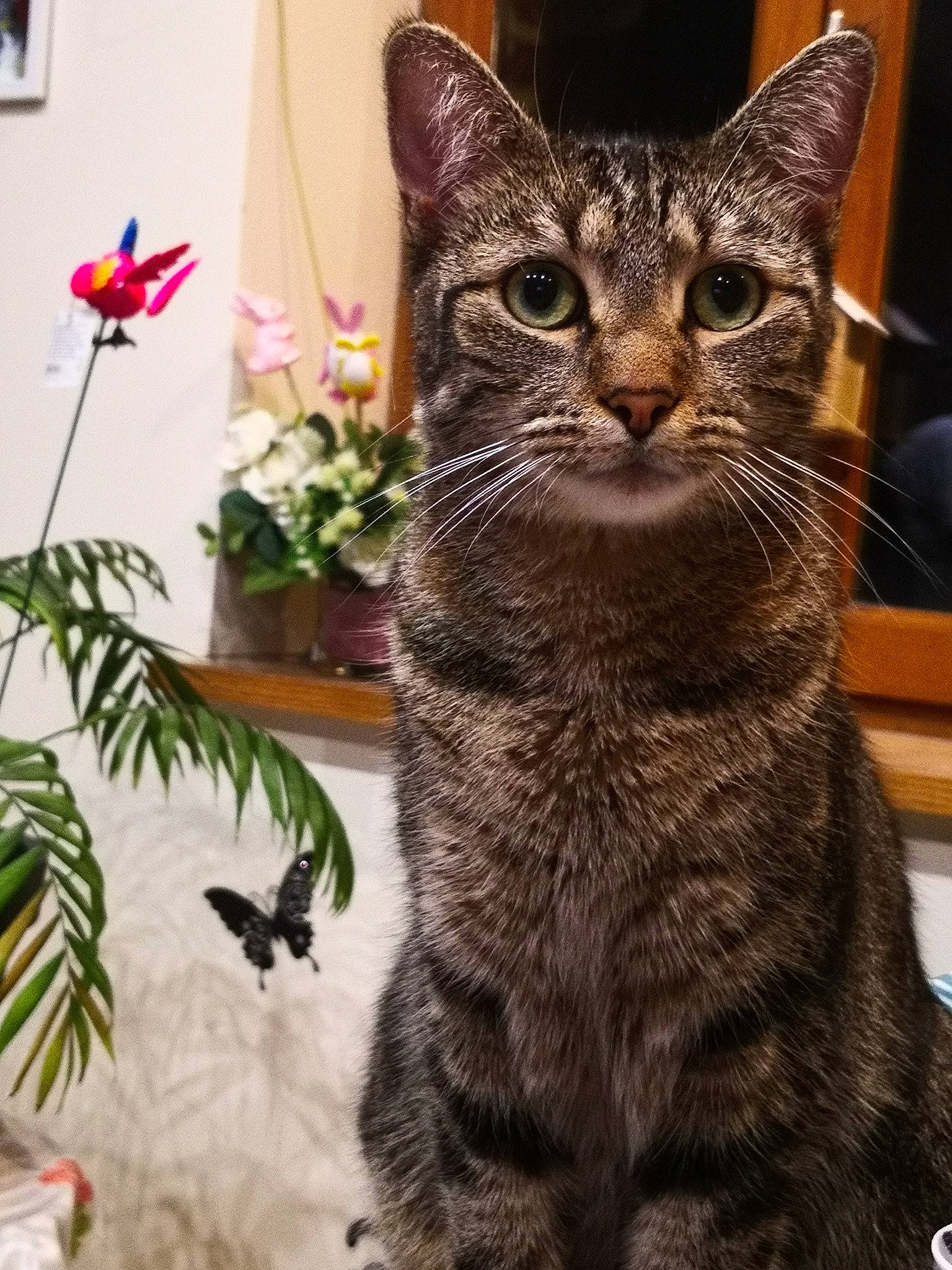 Bella participe au concours pour gagner de l'argent avec cette photo : artificial_flower, carnivore, cat, domestic_short_haired_cat, felidae, flower, flower_arranging, flowerpot, fur, houseplant, mammal, paw, picture_frame, plant, small_to_medium_sized_cats, snout, tail, vertebrate, whiskers, window